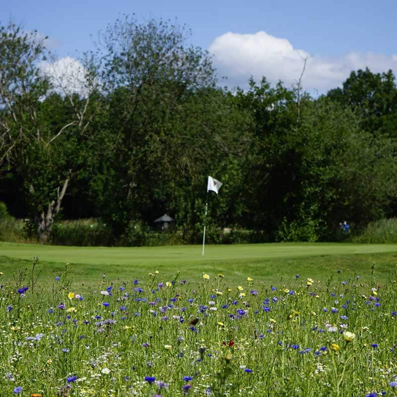 Wildblumen am Grün der 18. Bahn