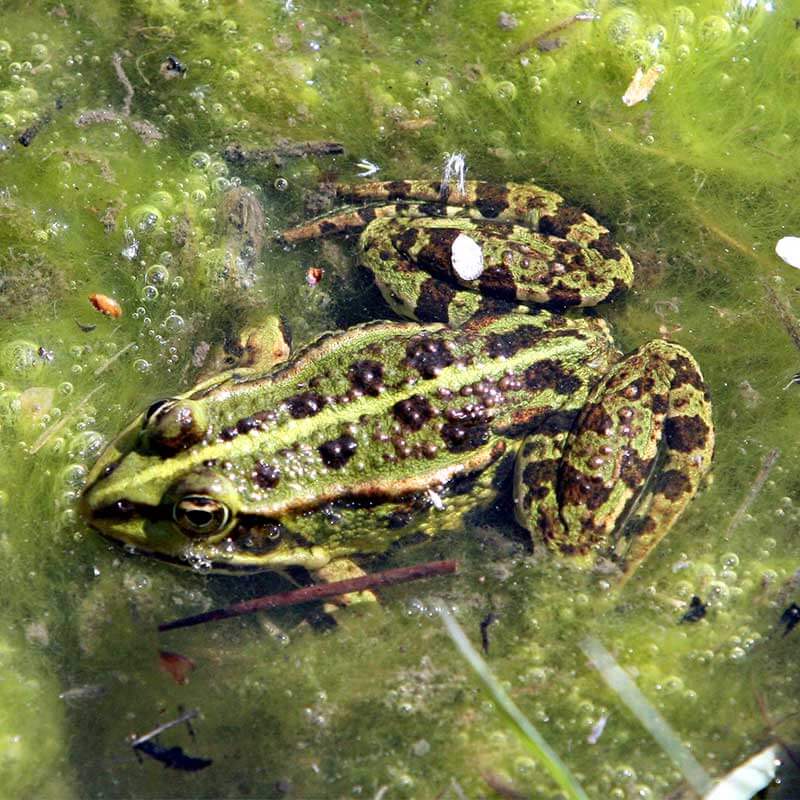 Ein Frosch im Teich Golfclub Isernhagen