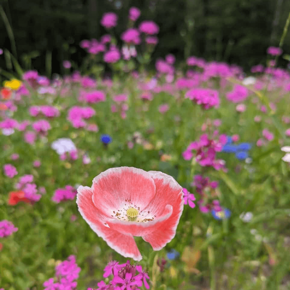 Blumenwiese im Golfclub Isernhagen