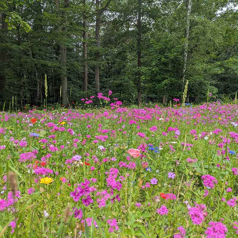 Wildblumen am Grün der 18. Bahn