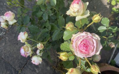 DiDaGo 01.07.2025 Sandau und Heindorff